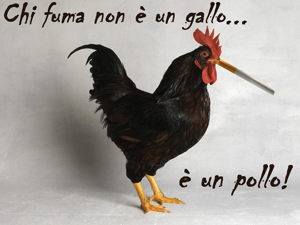CHI-FUMA-NON-E-UN-GALLO-E-UN-POLLO-IMMAGINE-PER-MAGLIETTA-FUMO